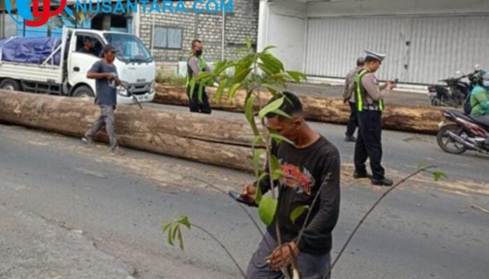 Tali Seling Putus, Dua Kayu Gelondongan Raksasa Melintang di Jalan Raya Driyorejo