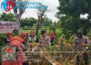 Sinergi di Sampang, Panen Jagung Hibrida Gunung Maddah Targetkan Swasembada Pangan