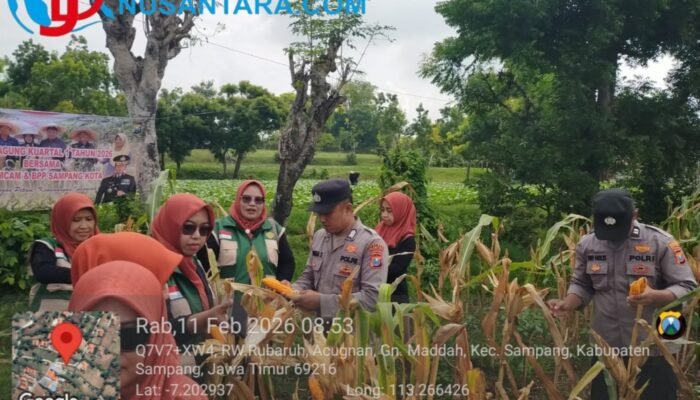 Sinergi di Sampang, Panen Jagung Hibrida Gunung Maddah Targetkan Swasembada Pangan
