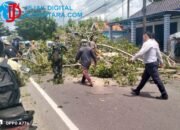 Abai Mitigasi, Warga Jrengik Terpaksa Tebang Mandiri Pohon Mahoni Raksasa di Jalur Nasional