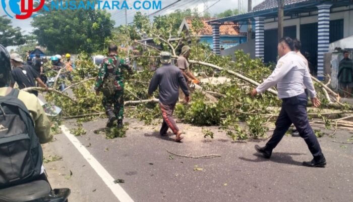 Abai Mitigasi, Warga Jrengik Terpaksa Tebang Mandiri Pohon Mahoni Raksasa di Jalur Nasional