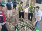 Polresta Sidoarjo Bongkar Dua Arena Sabung Ayam di Lokasi Berbeda