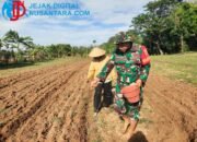 Perkuat Ketahanan Pangan, Babinsa Pangarengan Dampingi Petani Dusun Rabesen Tanam Jagung