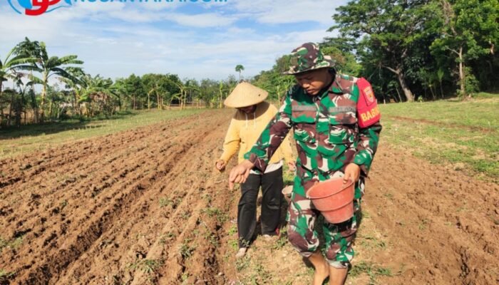 Perkuat Ketahanan Pangan, Babinsa Pangarengan Dampingi Petani Dusun Rabesen Tanam Jagung
