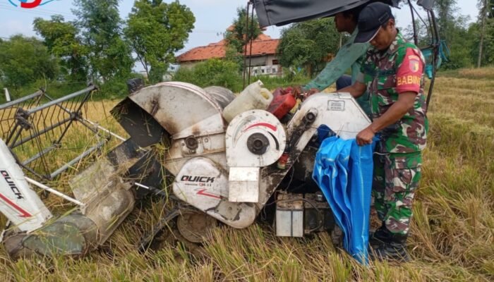 Sinergi TNI-Rakyat, Serka Halik Turun Gunung Kawal Panen Padi di Desa Apaan