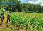 Sinergi Polri dan Petani, Kapolsek Panceng Turun Langsung Rawat Tanaman Jagung di Desa Prupuh