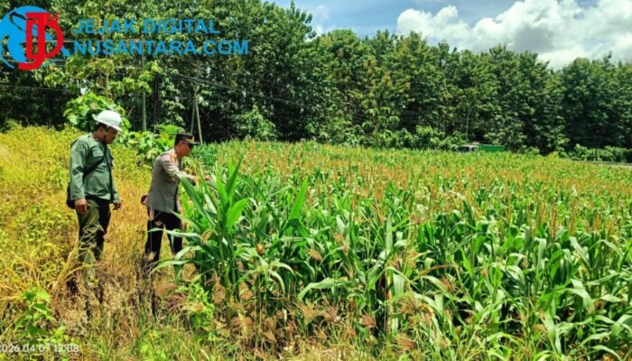 Sinergi Polri dan Petani, Kapolsek Panceng Turun Langsung Rawat Tanaman Jagung di Desa Prupuh