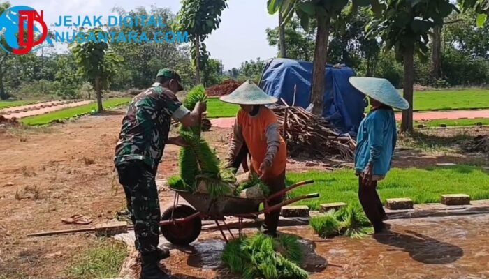 Perkuat Ketahanan Pangan, Babinsa Sidayu Terjun Langsung Bantu Petani Sukorejo