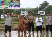 Lawan Dampak El Nino, Kapolres Sumenep Turun ke Sawah Dorong Percepatan Tanam di Batang-Batang