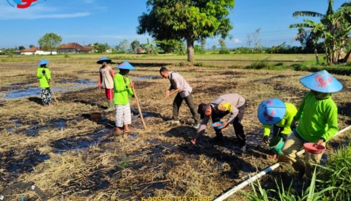 Dukung Program Asta Cita, Kanit Binmas Polsek Gapura Turun Gunung Tanam Jagung di Desa Braji