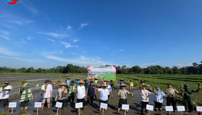 Wujudkan Swasembada Pangan, TNI dan Forkopimda Blitar Gelar Tanam Padi Serentak di Gandusari