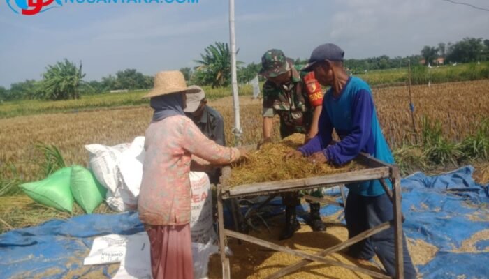 Sinergi Babinsa dan Petani Camplong, Sertu Dody Adios Turun Sawah Perkuat Ketahanan Pangan