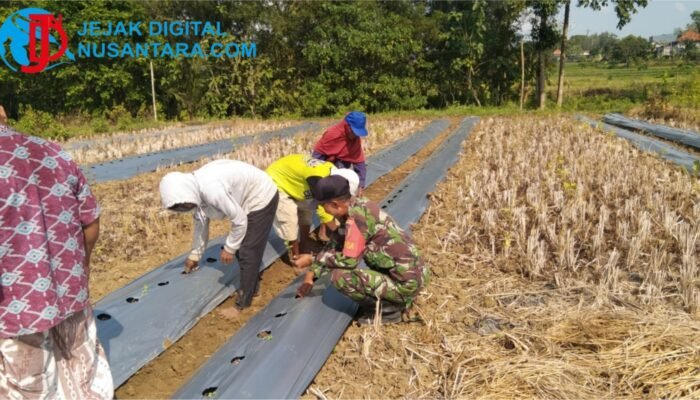 Perkuat Ketahanan Pangan, Babinsa Robatal Turun Gunung Dampingi Petani Semangka