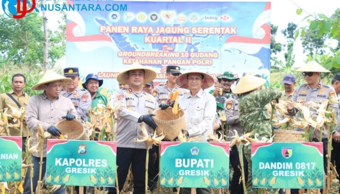 Sinergi Ketahanan Pangan, Polres Gresik Panen 80 Ton Jagung di Panceng dan Pasok Bantuan Petani