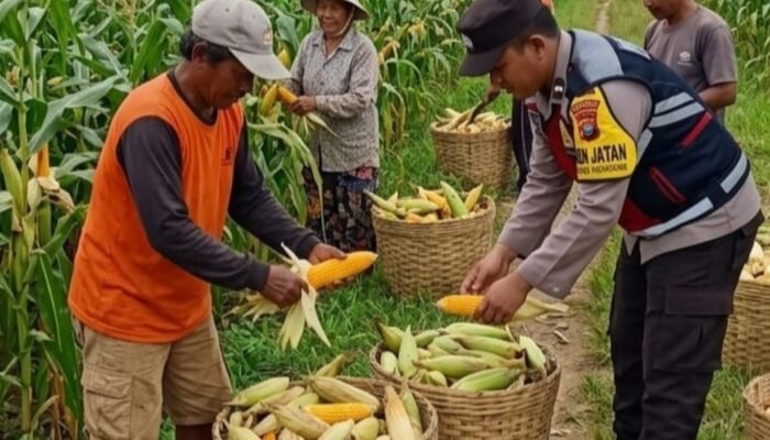 Dukung Asta Cita Presiden, Bhabinkamtibmas di Sumenep Turun Sawah Sukseskan Panen Jagung