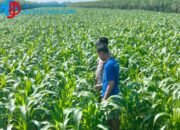 Dukung Swasembada Pangan 2026, Bhabinkamtibmas Polres Jombang Kawal Produktivitas Lahan Jagung di Sumobito