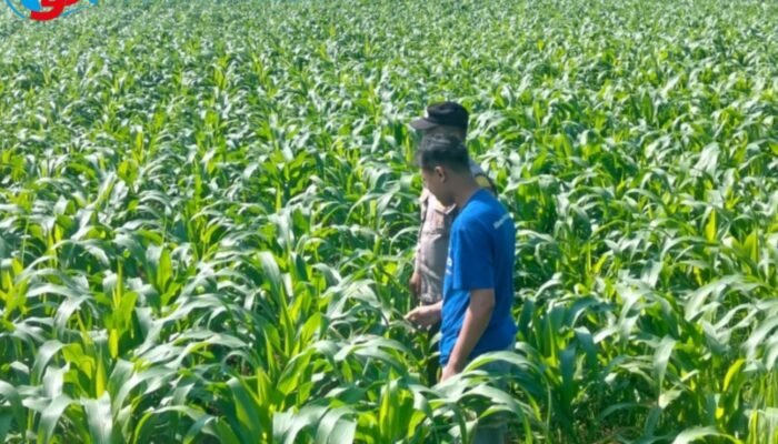 Dukung Swasembada Pangan 2026, Bhabinkamtibmas Polres Jombang Kawal Produktivitas Lahan Jagung di Sumobito