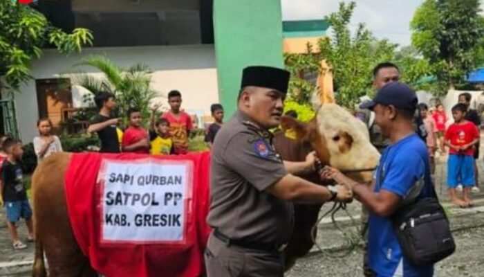 Cetak Sejarah, Satpol PP Gresik Kirab Sapi Kurban Setengah Ton Menuju Masjid Agung