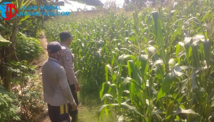 Dukung Swasembada Nasional, Polsek Balongpanggang Gresik Tinjau Langsung Lahan Jagung di Desa Babatan