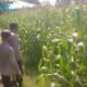 Dukung Swasembada Nasional, Polsek Balongpanggang Gresik Tinjau Langsung Lahan Jagung di Desa Babatan