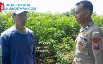 Kawal Swasembada Pangan, Polsek Ujungpangkah Monitoring Langsung Lahan Jagung di Desa Bolo