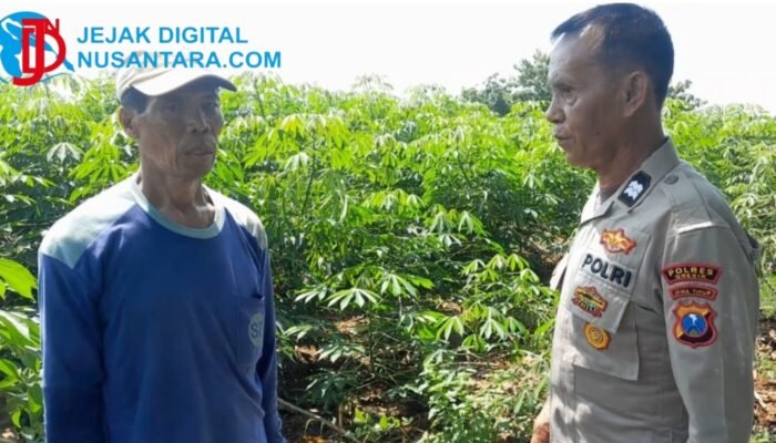 Kawal Swasembada Pangan, Polsek Ujungpangkah Monitoring Langsung Lahan Jagung di Desa Bolo