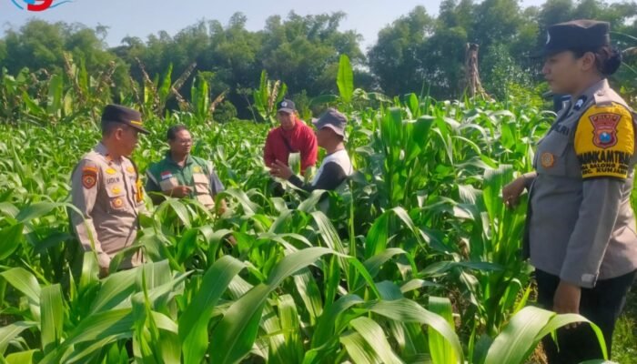 Sinergi Polri dan Petani, Kapolsek Kunjang Pantau Langsung Ketahanan Pangan di Balongjeruk