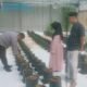 Dukung Asta Cita, Polsek Batang-Batang Sumenep Pantau Budidaya Melon Pertiwi