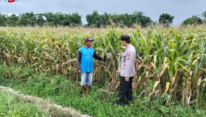 Dukung Ketahanan Pangan, Bhabinkamtibmas Polsek Ngoro Pantau 0,49 Hektare Lahan Jagung di Jombang