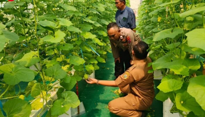 Dukung Ketahanan Pangan, Polsek Manyar Pantau Budidaya Melon di Desa Suci