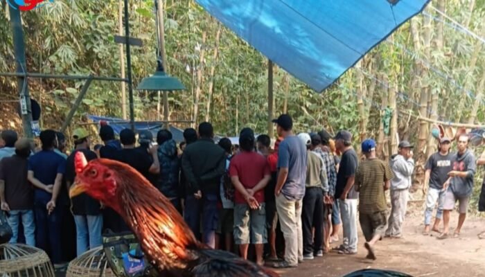 Diduga Jadi Sarang Judi Sabung Ayam Bertahun-tahun, Warga Pakis Malang Desak Polisi Bertindak Tegas