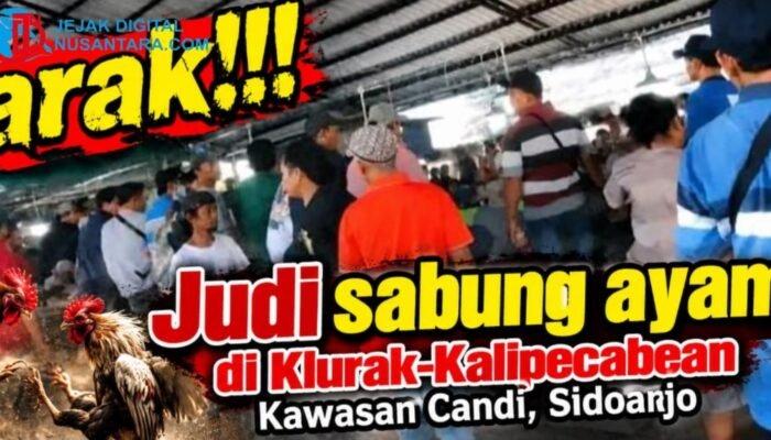 Dugaan Judi Sabung Ayam Marak di Perbatasan Klurak-Kalipecabean Sidoarjo, APH Didesak Turun Tangan