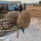 Cegah Judi Sabung Ayam, Polsek Sidayu Bongkar dan Bakar Arena Sabung Ayam di Perbatasan Kertosono–Lasem