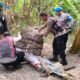 Tindak Laporan Warga, Polresta Sidoarjo Bongkar dan Bakar Arena Sabung Ayam di Dua Lokasi