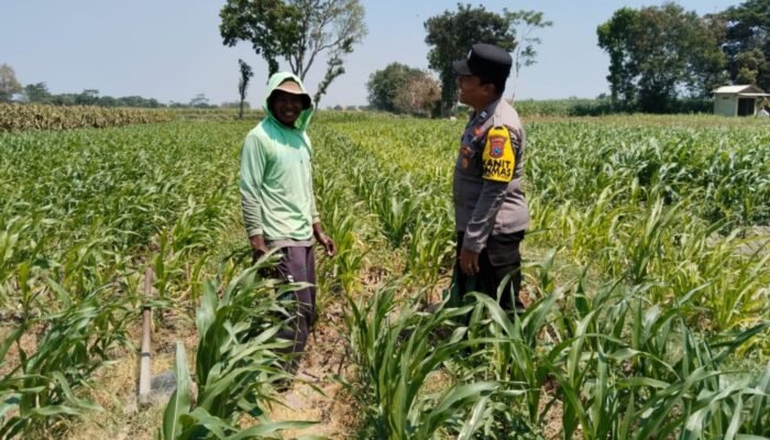 Dukung Swasembada Pangan, Polsek Pagu Dampingi Petani Jagung Kediri Atasi Hama dan Gulma
